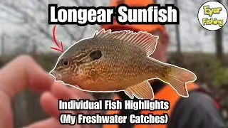 Freshwater Fish I've Caught - Longear Sunfish (Lepomis megalotis megalotis)