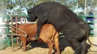 Hybrid animal meeting cow|| meeting Very nice natural animal meeting cow bull and buffalo meeting😱😊