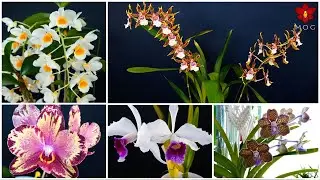 Orchids in Bloom - May 2020 | Orchid Houseplants for your wishlist!