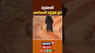 Tiger Fight with Bear in Nallamala Forest | నల్లమలలో ఎలుగుబంటి పెద్దపులి ఫైట్ | Latest News | N18S