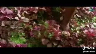 Petta Vadivelu Version