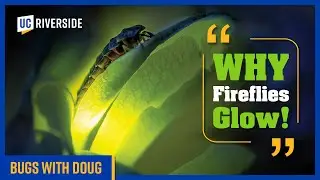 Why Fireflies Light Up: The Science Behind Their Glow