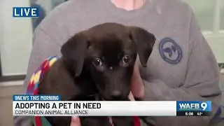 Companion Animal Alliance offering $10 adoption fees on Tuesday