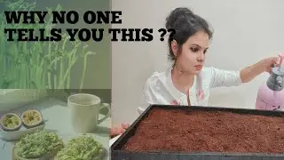 Best thing you can grow at your home #microgreens #microgreen #youtube #super #food 