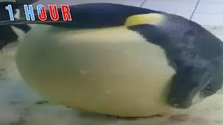 IM DA BIGGEST BIRD BUT ITS 1 HOUR