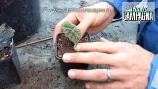 Moltiplicazione delle begonie perenni