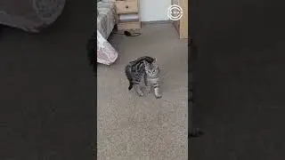 شاهد اغرب تصرفات القطط - عندما تقوّس القطة ظهرها وتنتفخ 😾 