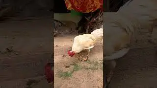 #desimurga