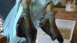 Frostbite Treatments Cabin Fever 30 Gallons Of Water In 10 Hours #52 Breeding Ducks