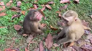 Stump tailed and pigtail monkeys love | Kiss to each other | Mouth to mouth and tongue to tongue