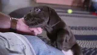 Aaron Miller's Lab Puppies