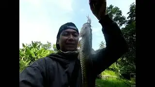 mancing ikan hampala ,di sungai konteng Sleman,Nemu spot mancing sidat super mantap!!