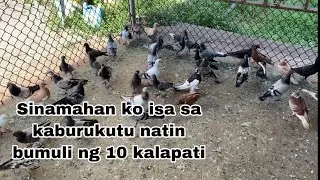 Sinamahan ko bumili ng 10 kalapati isa sa kaburukutu natin - pensacola Florida