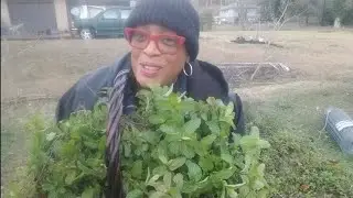 Сбор мяты перед заморозками.