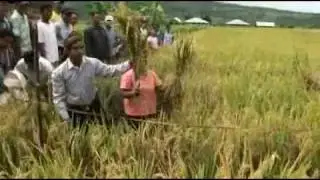 Organic System of Rice Intensification Part 1/3