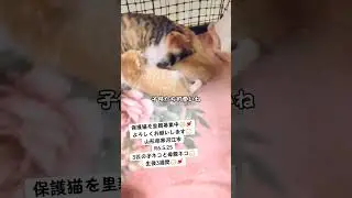 保護猫を里親募集しています😻💓R6.5.253匹の子ネコと母親ネコ😼生後3週間😺#猫#猫可愛い#ネコ#cat#保護猫#猫のいる暮らし#譲渡会猫#里親募集#猫好き#山形#日本#japan#ペット#pet