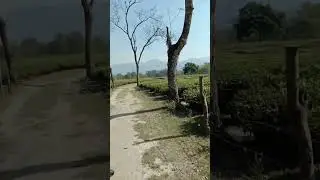 Explore Chuapara Tea Garden, p6 #travel2020 #villageinindia #india #shorta #shortvideo