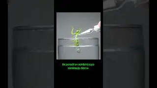 Bir parazit, kurbanını &ouml;l&uuml;me s&uuml;r&uuml;kleyebilir mi?