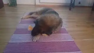 A dog of mixed breeds chews bone - With Space Cadet in the background #bigdog #dogfyp #dogeatingasmr