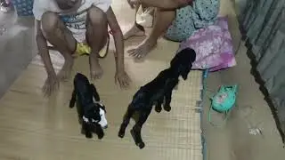 Irresistible Baby Goats: Watch Their Hilarious Playtime!
