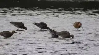 Chew Valley Lake (Herriott's Pool)
