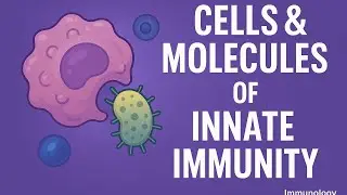 Innate Immunity Explained: The Cells & Molecules That Fight First