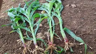 🔴MISTERI BULAI, Perbedaan Jagung Bulai dan Jagung Sehat #jagung #bulai 