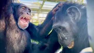Limbani and Tuffy are Best Friends!