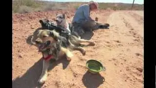 Dog Walk Across America 2012 (The Short Cut)