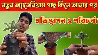 আর মরবেনা অ্যাডেনিয়াম গাছ, অ্যাডেনিয়াম কিনে আনার পর প্রতিস্থাপন ও পরিচর্যা। Adenium plant care !