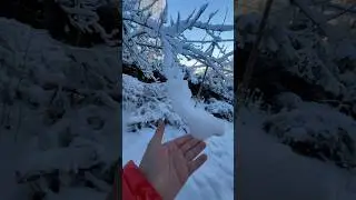 ต้นไม่น้ำแข็ง👀🌳#ต่างประเทศ #finland #snow #tesla