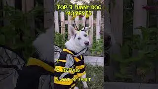 top 3 funny dog moments #dog #animals #pets #petlovers