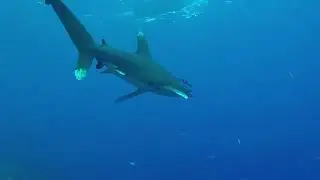 Close encounter with a white tip reef shark at the Red Sea reef.
