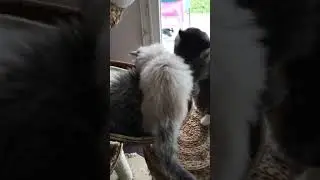 Toilettage Odzi et Olya  par Mashka le 18 d&eacute;cembre 2018