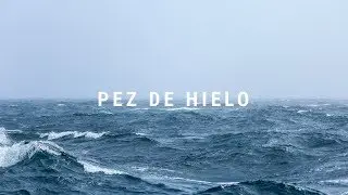 PEZ DE HIELO