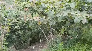 Hazelnut harvest in G&ouml;rele, Giresun, Turkey.         Cosecha de nueces en G&ouml;rele, Giresun, Turqu&iacute;a.