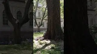 NYC City Hall - Mowing The Grass #Dinaradica-films #dinaradica