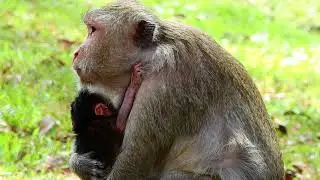Amazing Newborn Baby Today At Amber Group Mono Monkey