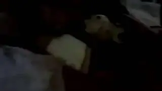 The bee show #1