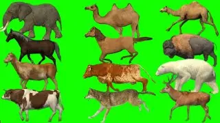 Animal stampede video // all cartoon green screen animals video // all running green screen animals