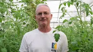 TOMATRACK, più sostenibilità per chi coltiva pomodoro in serra