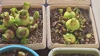 朱顶红种球品种繁多，看看我养了哪些吧？,家居,园艺
