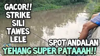 TEGEK YEHANG SUPER SAMPAI  PATAH SPOT TERLALU GACOR TAWES LELE SILI