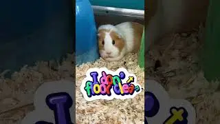 How do we clean the floor with 140 guinea pigs?? 