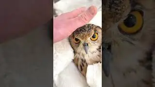 ✅ #フクロウ 爪とくちばしのケア🦉✨【一日一羽限定】やさしく整える、小顔施術の特別メンテナンス🪶 #ベンガルワシミミズク#フクロウカフェ #秋葉原  #owl #owlcare