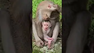 Great video of monkey family, Kind Jane family looks adorable and friendly