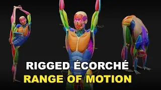 Ecorche Rig - Range Of Motion