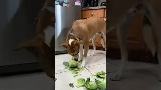 Kodiak vs Cabbage