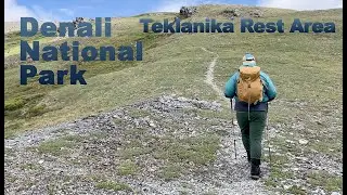 Denali National Park - Teklanika Rest Area Trek