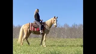 Lovely, calm palomino gaited mare [SOLD]